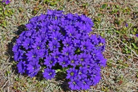 akar muriang tina parasit dina awak