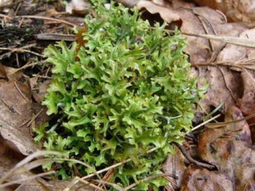 cetraria tina parasit dina awak