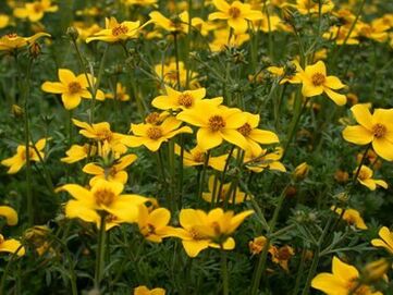 runtuyan parasit dina awak