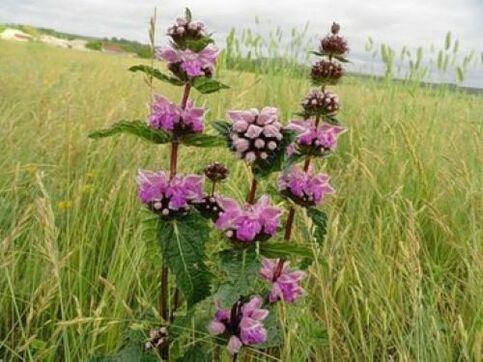 tutuwuhan bijih beusi tina parasit dina awak