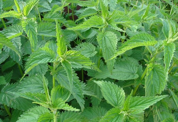nettle ngalawan parasit dina awak